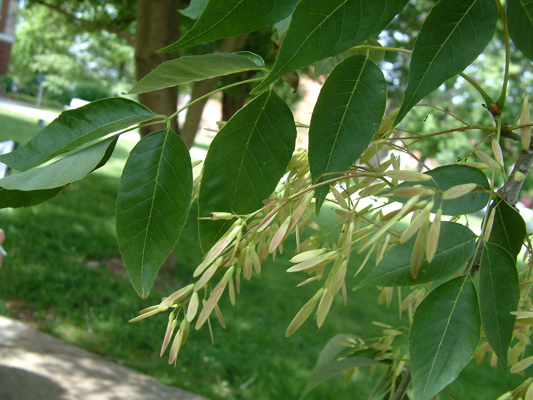white-ashfraxinus-americana-friends-of-woodland-park
